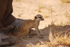 Suricata suricatta