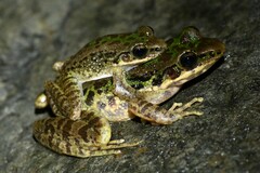 Tianmu Odorous Frog photo 3