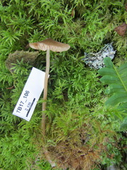 Entoloma cuspidiferum