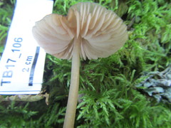 Entoloma cuspidiferum