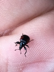 Synolabus bipustulatus