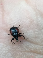 Synolabus bipustulatus