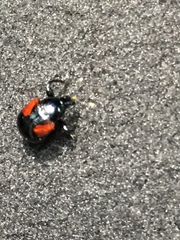Synolabus bipustulatus