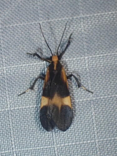 Lycomorphodes bipartita