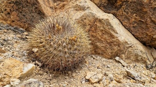 Copiapoa serpentisulcata