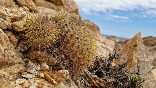 Copiapoa serpentisulcata