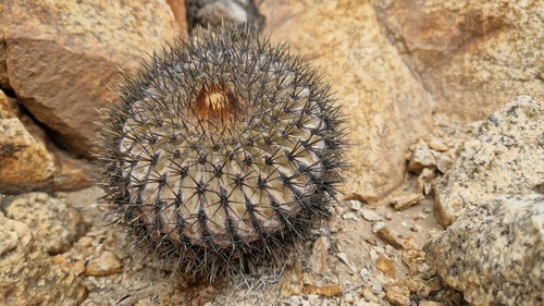 Copiapoa serpentisulcata
