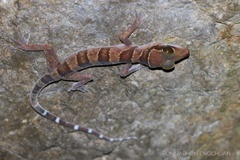 Tarutao Island Bent-Toed Gecko photo 2