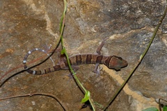 Tarutao Island Bent-Toed Gecko photo 3