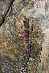 Tarutao Island Bent-Toed Gecko photo 4