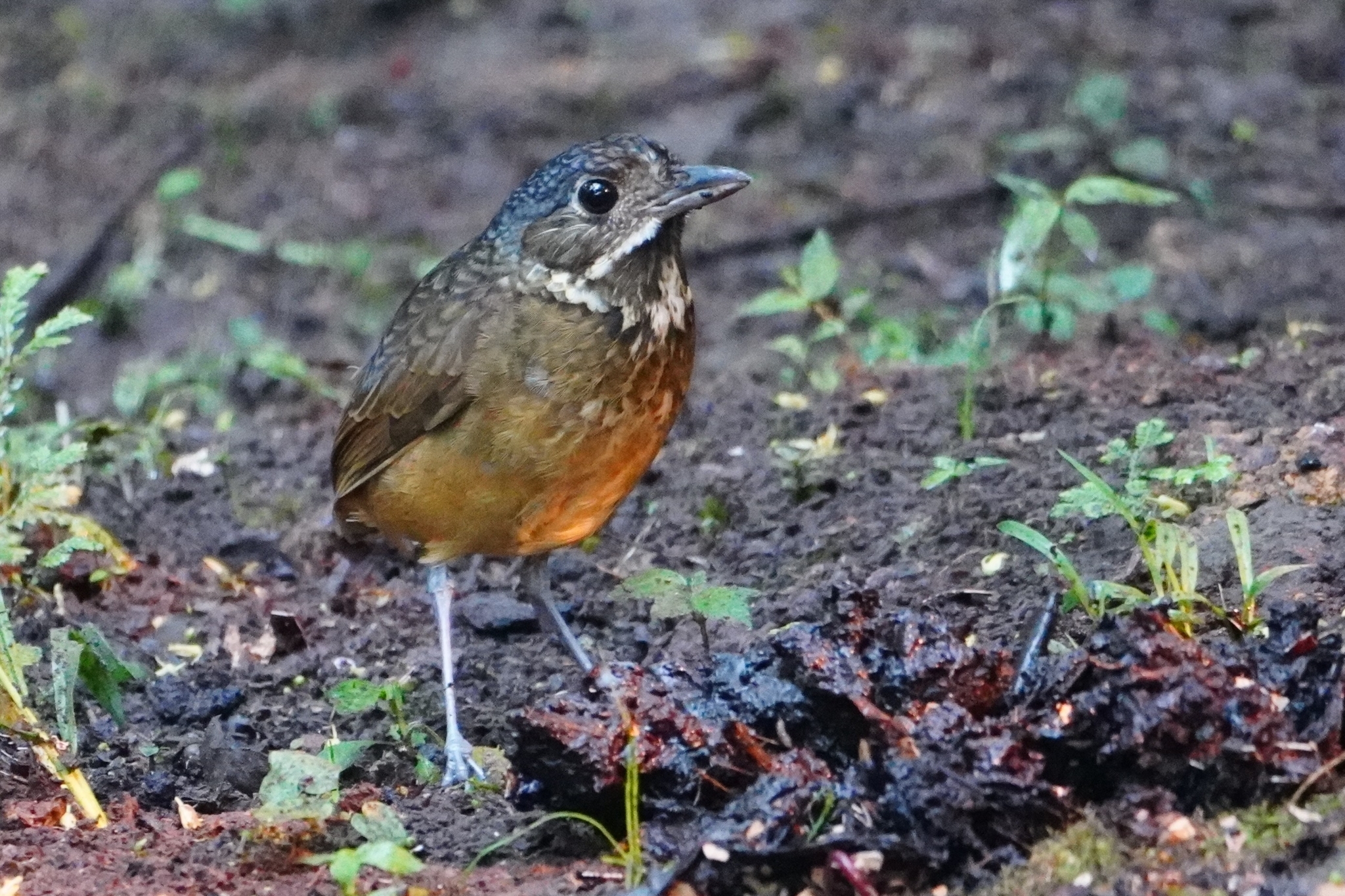 Scaled Antpitta (Grallaria guatimalensis), photo 10