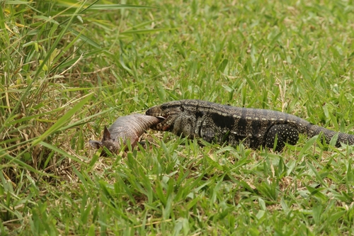 Southern Long-nosed Armadillo, Av. Miguel Estéfano, 3897 - Instituto de Botânica - Parque do Estado, São Paulo - SP, Brasil, photo 9 of 10