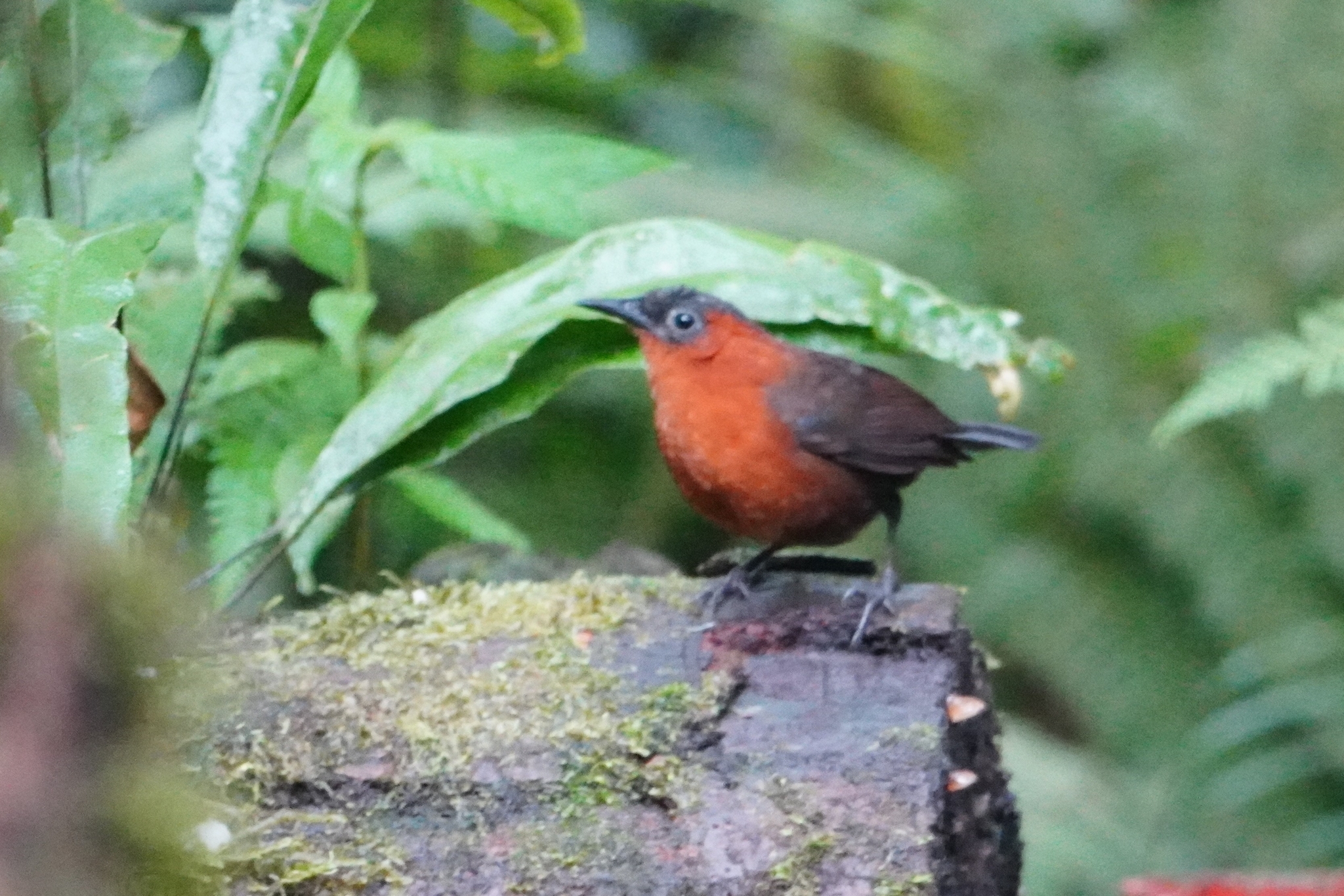Northern Chestnut-breasted Wren (Cyphorhinus dichrous), photo 3