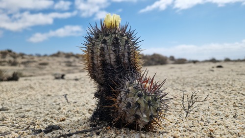 Copiapoa calderana