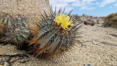 Copiapoa calderana