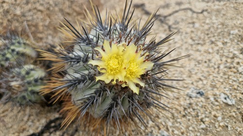 Copiapoa calderana