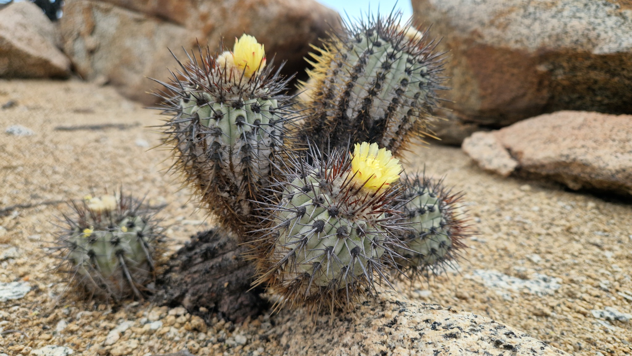 copiapoa sp 実生 （calderana×cinerea） （黒王丸×カルデナラ）