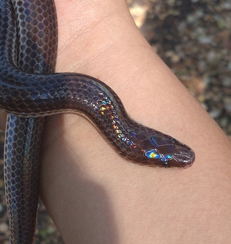 Sunbeam Snake