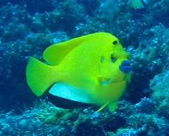 Apolemichthys trimaculatus