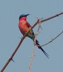 Merops nubicoides