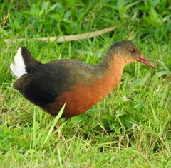 Rouget's Rail photo 1