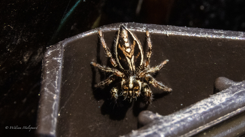 Hyllus argyrotoxus