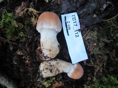 Cortinarius bivelosimilis