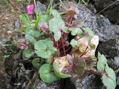 French Sorrel (Rumex scutatus)