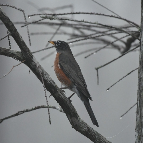 American Robin photographed in Florida