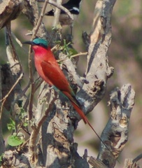 Merops nubicoides