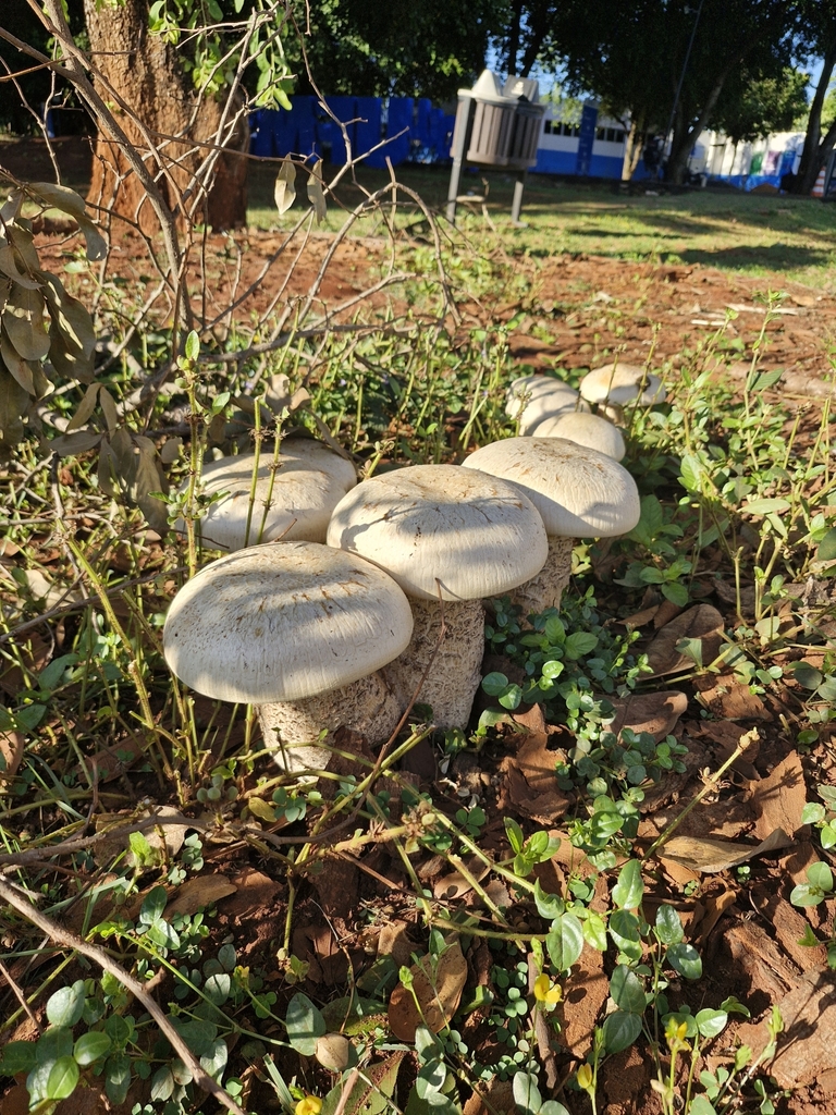 Macrocybe titans · December 2024 · photo: © da_lopes (iNaturalist, cc-by)