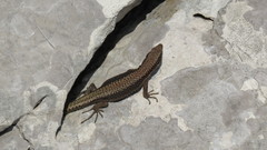 Iberolacerta horvathi