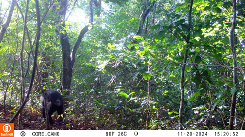 Eastern Chimpanzee