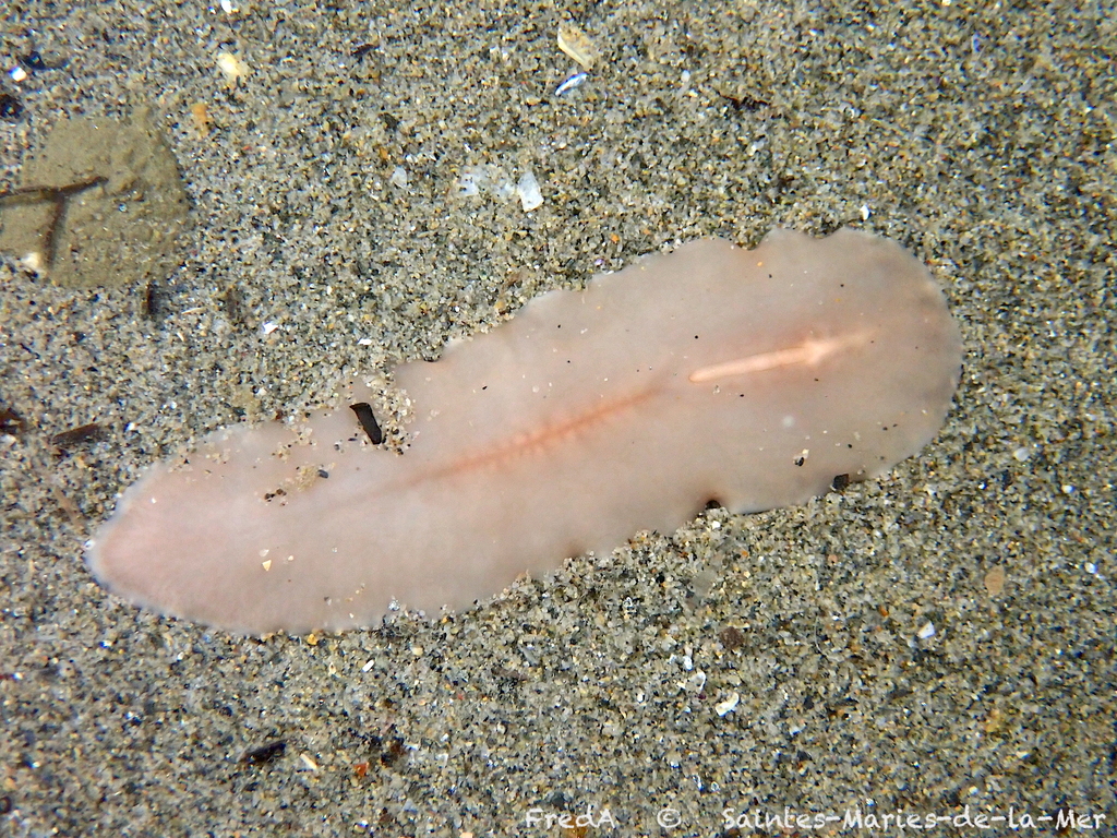 Cryptocelis compacta