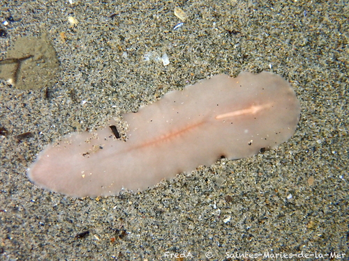 Cryptocelis