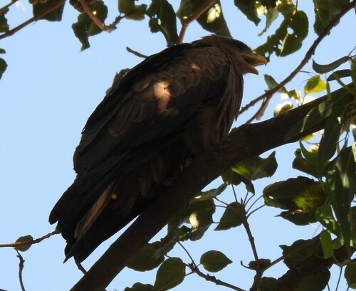Black Kite