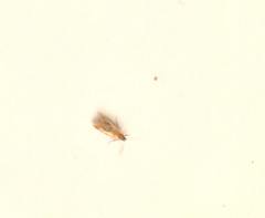 Batia lunaris