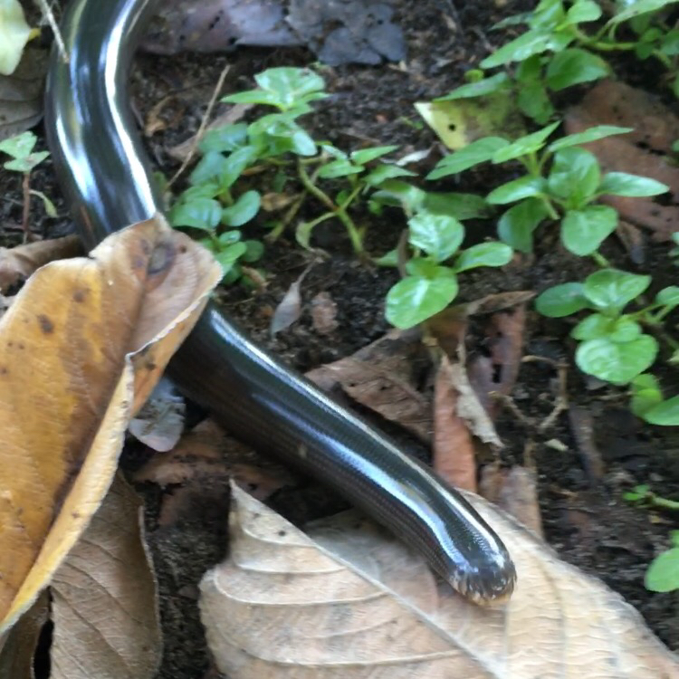Angola Blind Snake