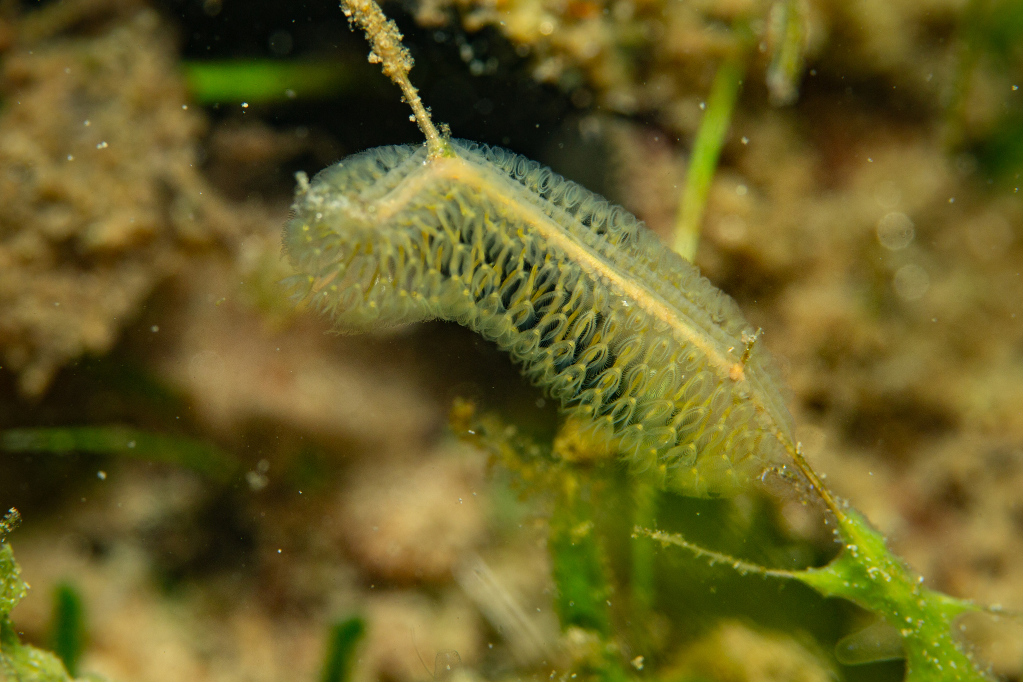 Cristatella mucedo Cuvier, 1798