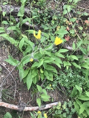Hieracium prenanthoides