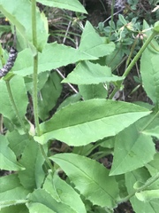 Hieracium prenanthoides