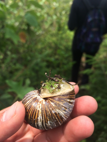 Humboldtiana buffoniana