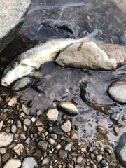 Moxostoma erythrurum