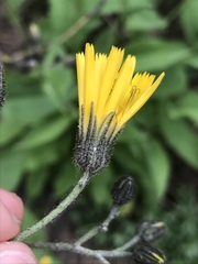 Hieracium prenanthoides
