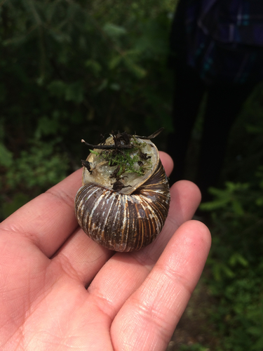 Humboldtiana buffoniana