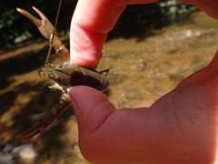 Cambarus bartonii bartonii