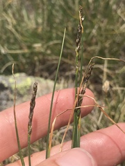 Carex myosuroides