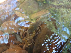 Cambarus bartonii bartonii