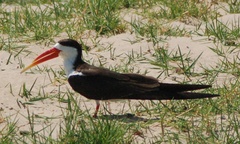 Rynchops flavirostris