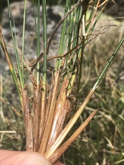 Carex myosuroides